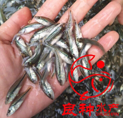 九江加州鲈鱼苗 鲈鱼苗