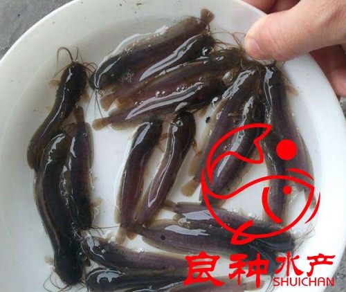 福州三黄塘鲺鱼苗