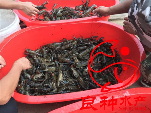 安徽龙虾苗价格