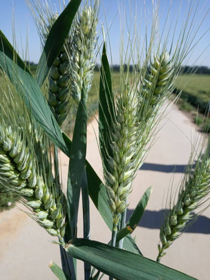 高产麦种山科麦2000