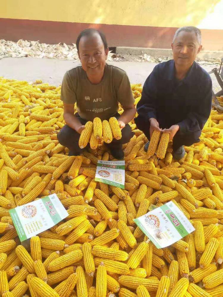 高产玉米种子 玉米新品种 鲁研23
