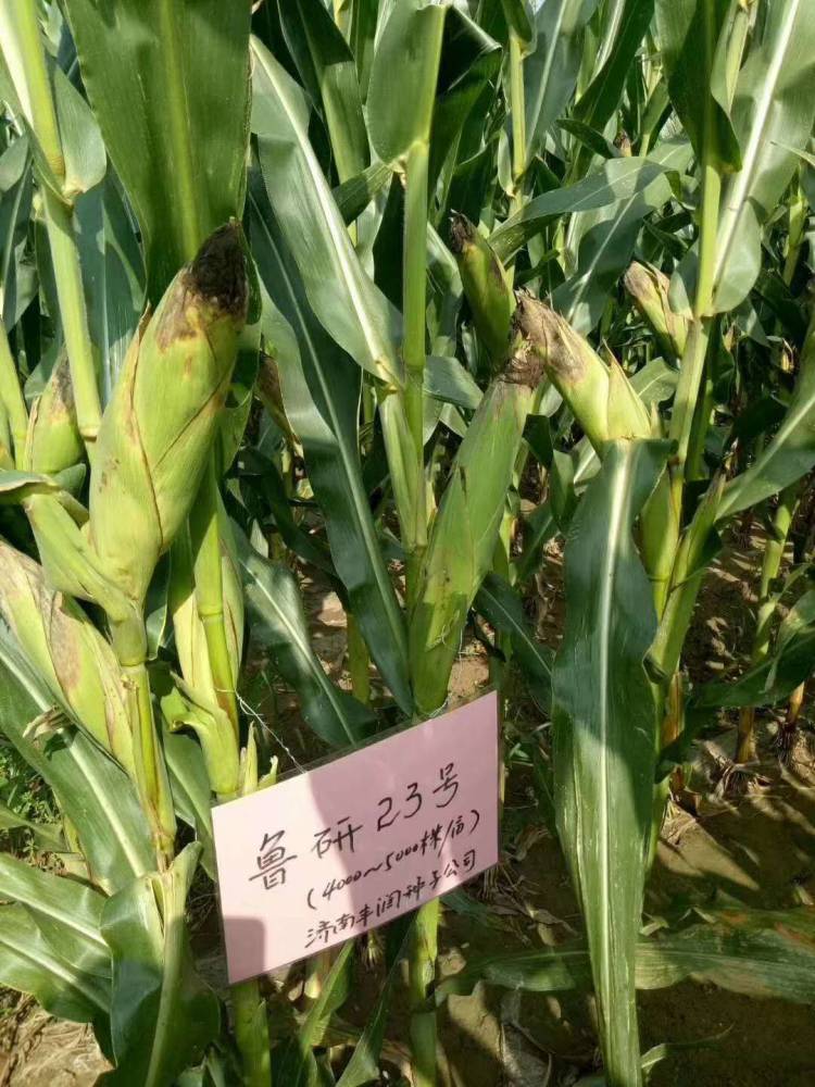 早熟高产玉米种子玉米新品种鲁研23