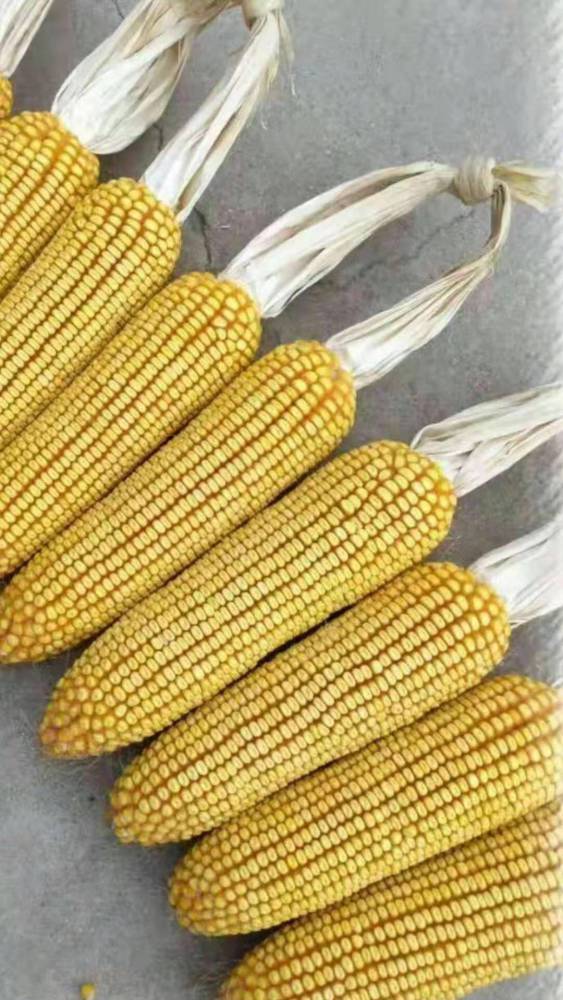 大棒玉米品种高产玉米新品种泰玉11