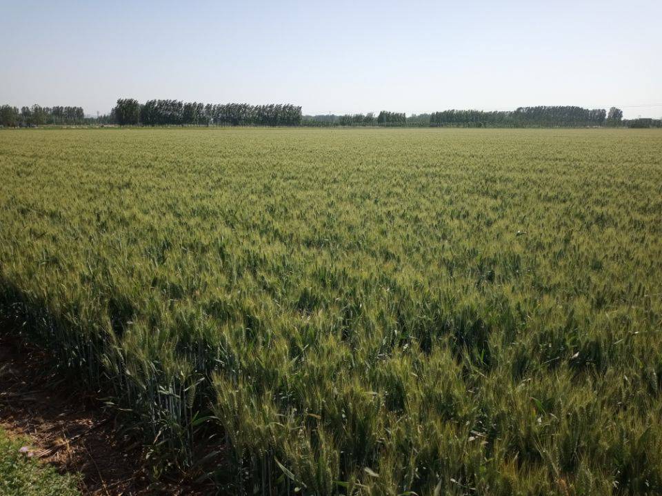 抗旱小麦种子抗倒伏麦种铁杆麦种山科麦2000