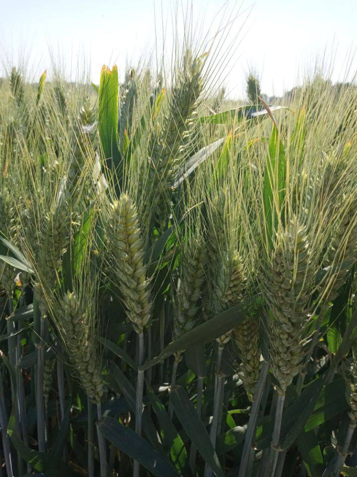 大穗小麦种子高产小麦新品种山科麦2000
