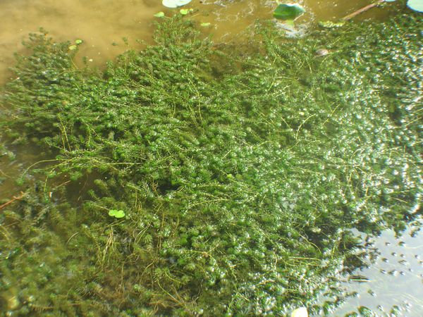 湖北沉水植物 水草种植种苗 潜流湿地