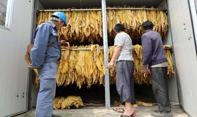 安宁生物质烟叶烘烤设备型号 和谐共赢 云南米数电烤房厂家供应