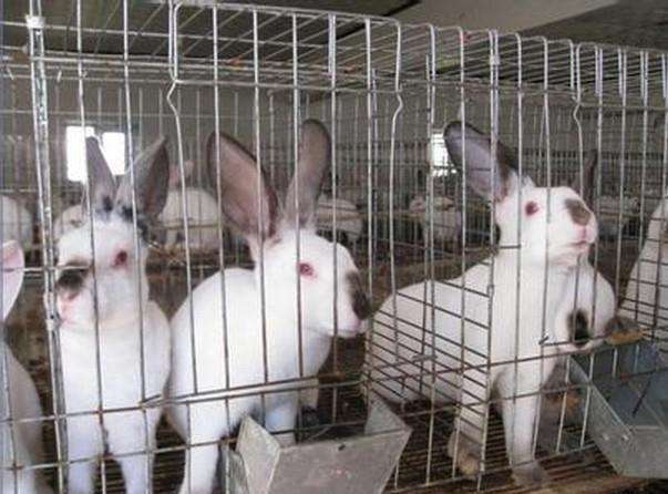 贵港创业养兔永圆养兔优质繁殖兔