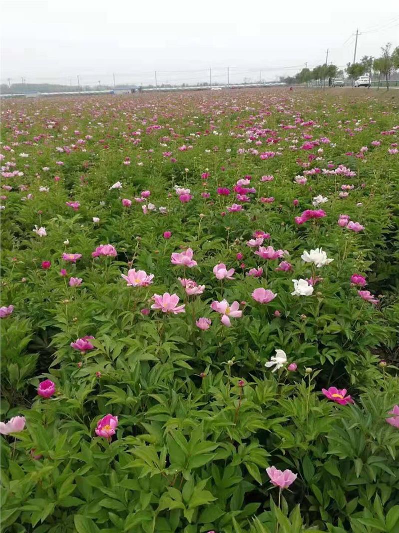 杭州赤芍苗的产量效益