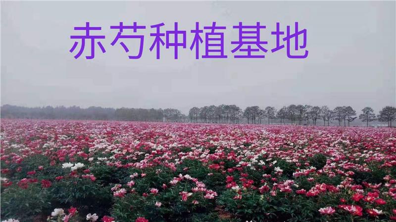福州赤芍苗的产量效益