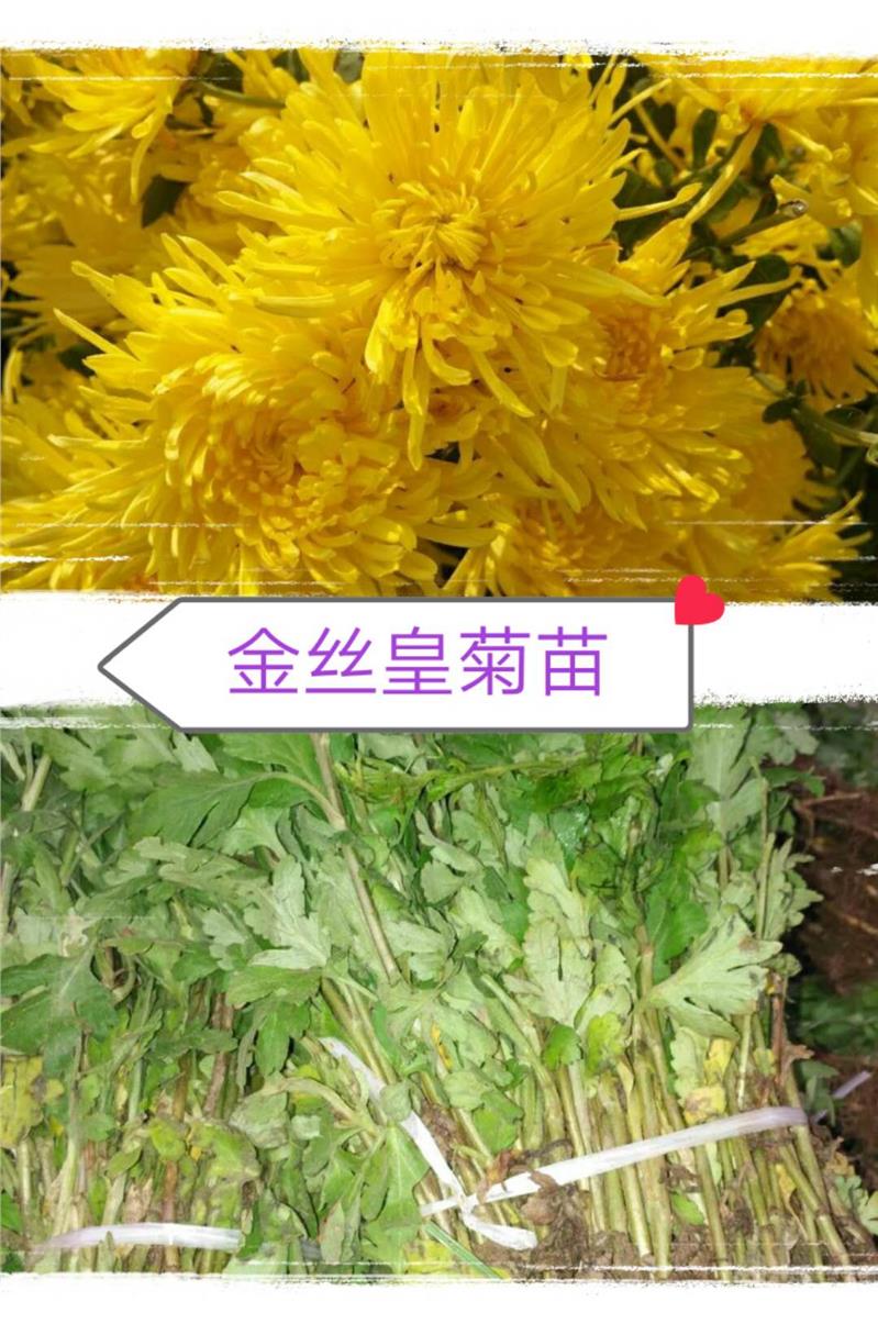 金丝皇菊苗种植技术
