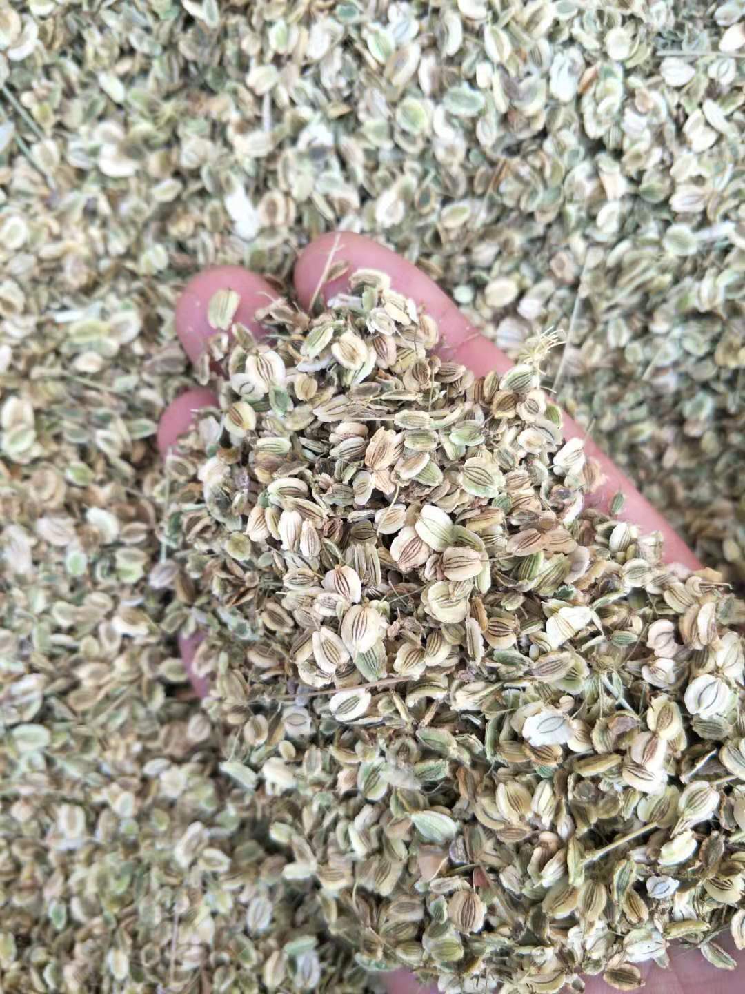 温州白芷种子包回收 白芷种植 包回收