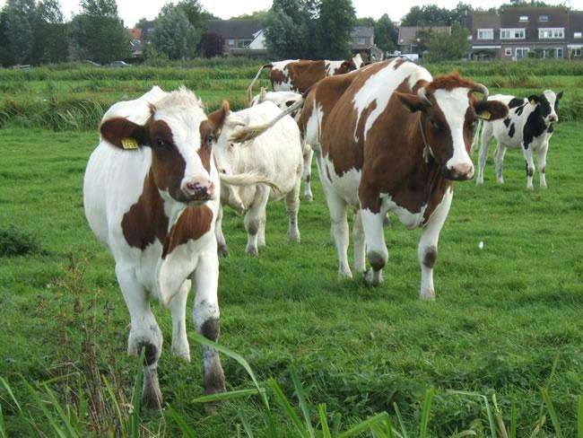 牛的养殖 农村小规模怎么养牛