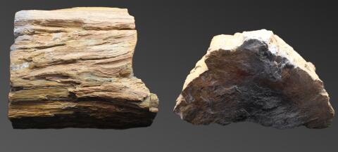 成都树化石种类真假鉴定 四川古董化石收藏交易