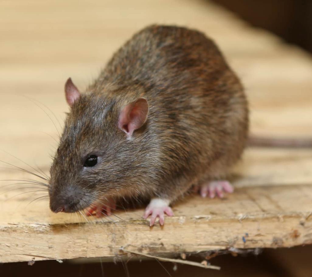 招远市写字楼灭老鼠咨询 有害生物防治