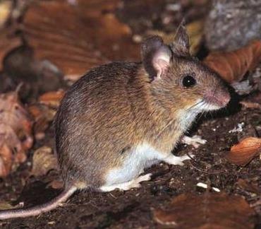 莱州市除老鼠防治老鼠公司 有害生物防治