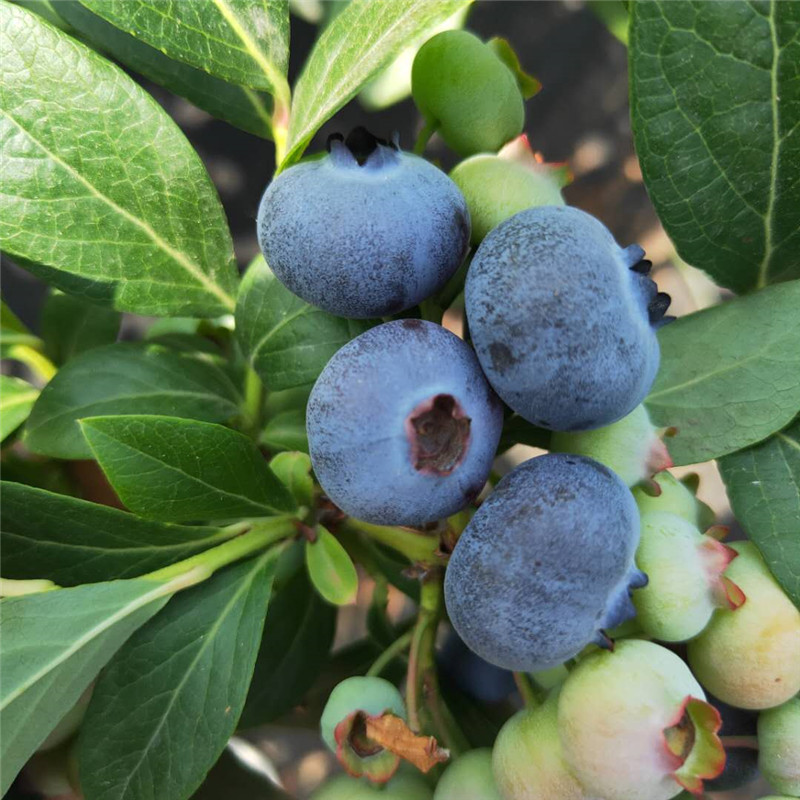 蓝莓苗批发基地 蓝莓苗品种 蓝莓苗价格
