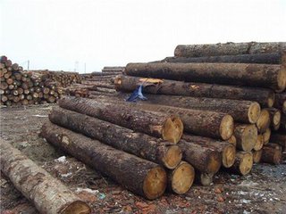 巴西美洲原木进口未来情况