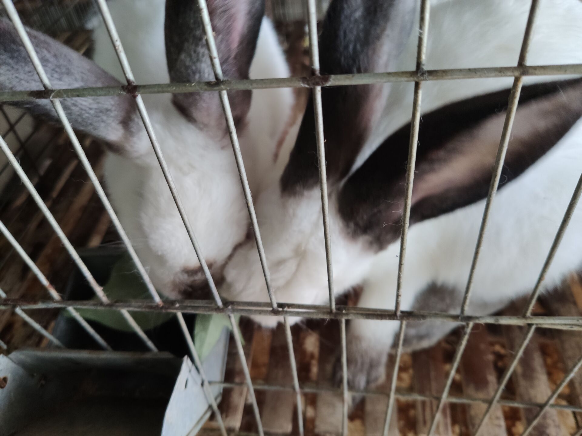 南宁养兔场优质繁殖兔出售产量多易存活