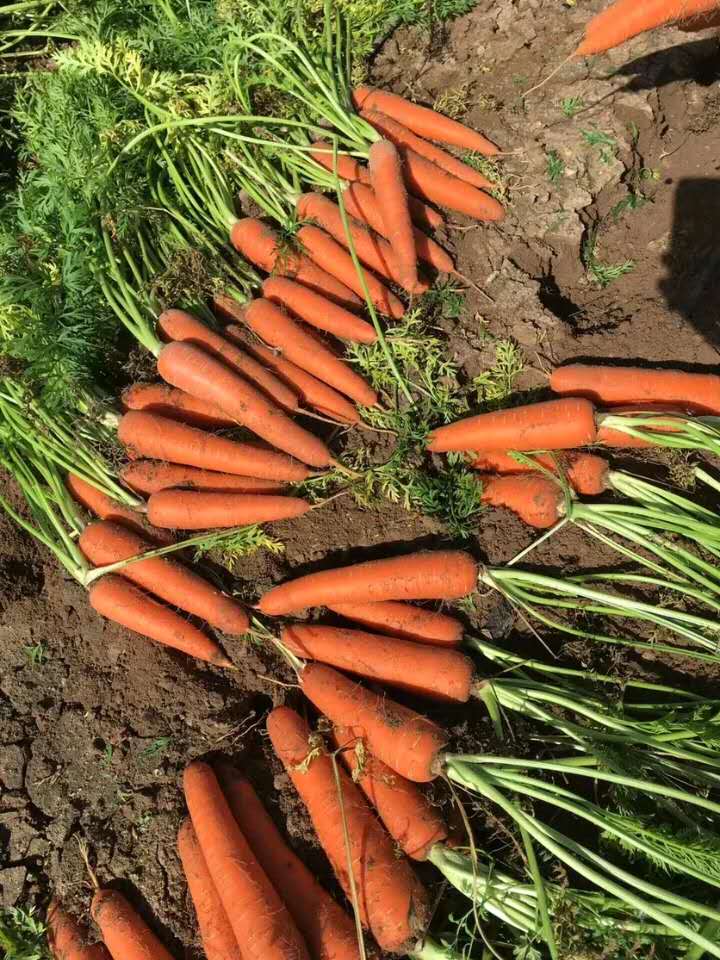 三红七寸胡萝卜种子批发，产地供应，量大从优