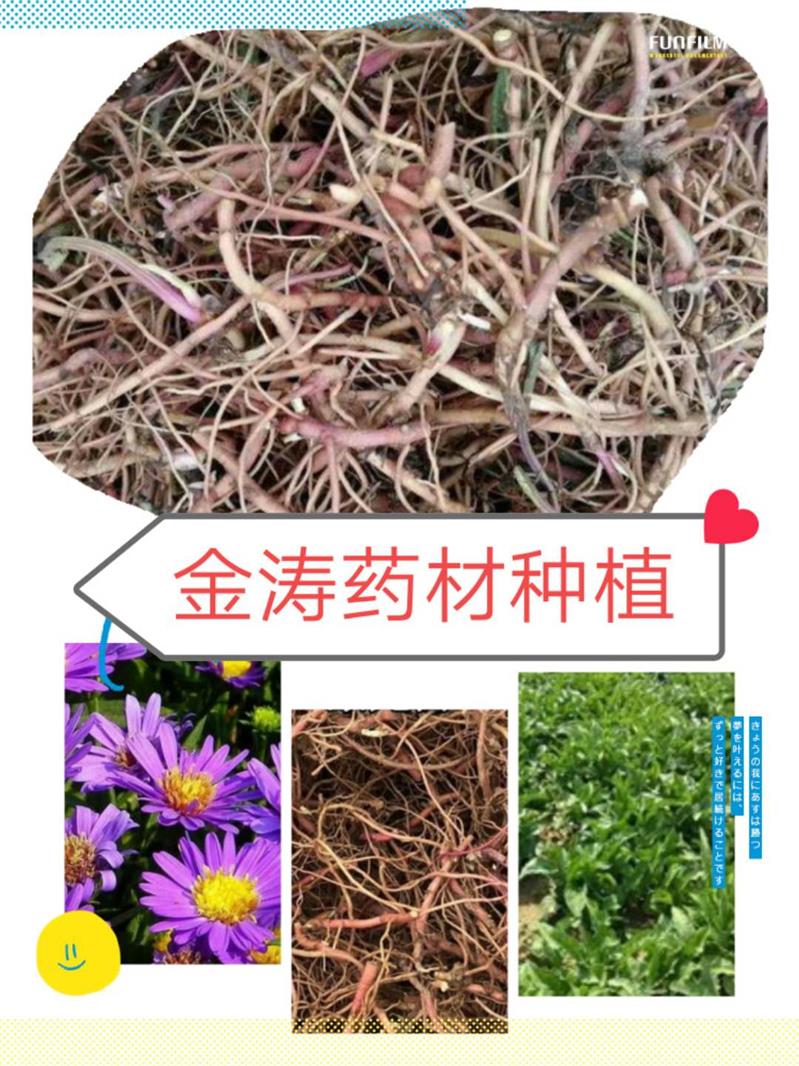 现货紫苑苗种植