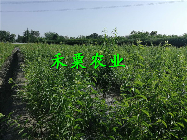 重慶秀山蜂糖李苗批發(fā)商,  3年蜂糖李子苗苗圃基地