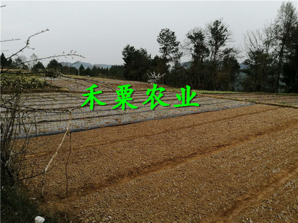 黔南荔波蜂糖李苗報價,  2020蜂糖李子樹苗種植基地