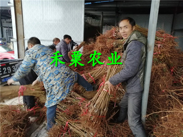 重慶墊江五月脆李苗批發(fā),  3年五月脆李樹苗培育基地