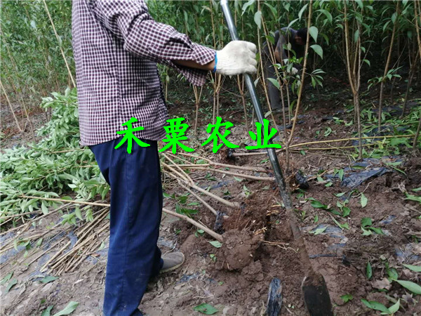 樂山李子苗基地,  3年晚熟李子苗那里有