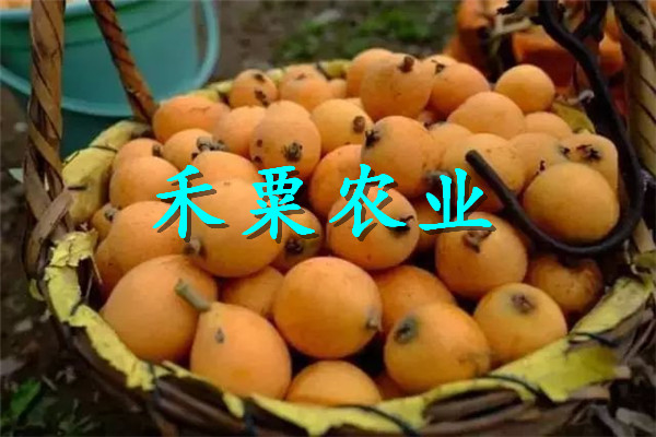 黔南甕安枇杷苗報(bào)價(jià),  枇杷樹苗當(dāng)年價(jià)格