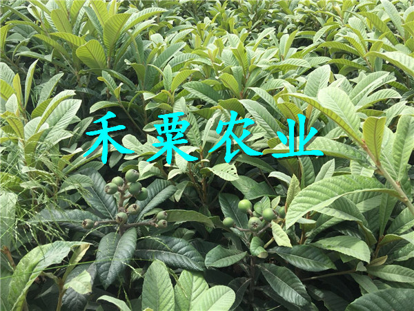 云南麗江枇杷苗基地,  1年大五星枇杷苗種植批發(fā)