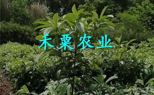 北碚枇杷苗批發(fā),  3年的枇杷苗產(chǎn)地直銷