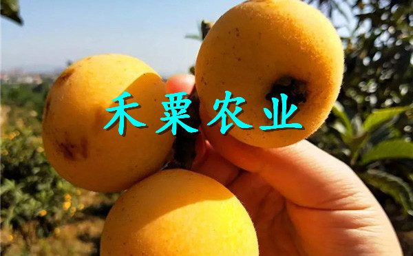 貴陽(yáng)小河枇杷苗價(jià)格及報(bào)價(jià),  枇杷苗一手基地貨源