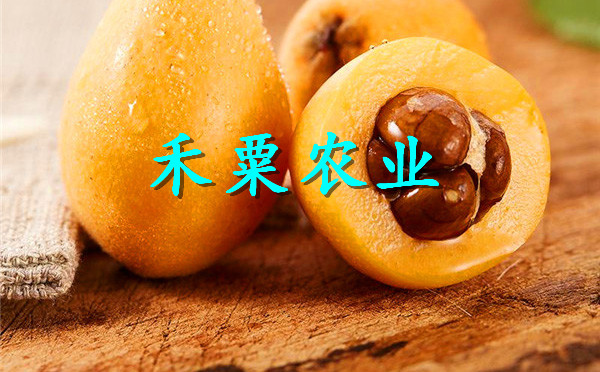 黔東雷山枇杷苗價(jià)格,  一年生枇杷苗現(xiàn)貨供應(yīng)