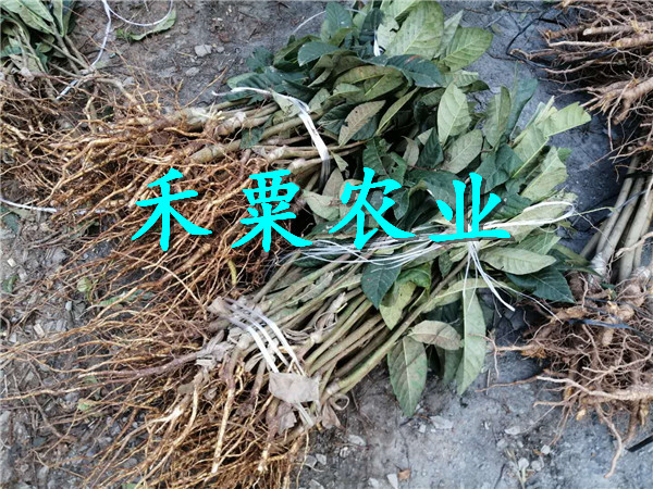 南寧枇杷苗批發(fā)商,  二年生枇杷樹苗每根價格