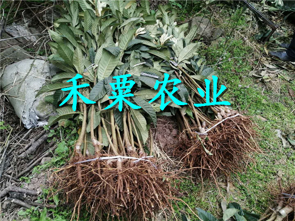 四川枇杷苗求購,  二年生大五星枇杷苗產(chǎn)地直銷