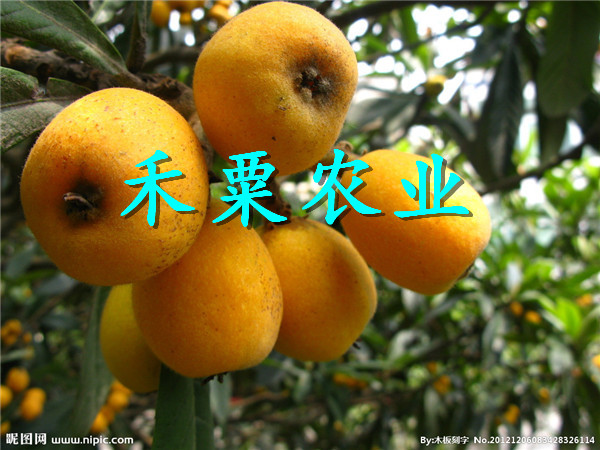 黔東黎平枇杷苗求購(gòu),  特早熟枇杷樹(shù)苗每株價(jià)格