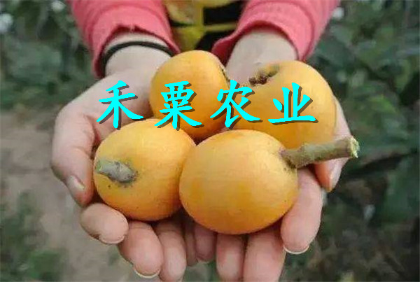 二年的枇杷樹(shù)苗價(jià)格及報(bào)價(jià)  ,二年的枇杷樹(shù)苗每根價(jià)格