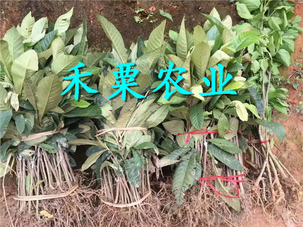 福建枇杷苗批發(fā)商,  枇杷樹苗果樹研培基地