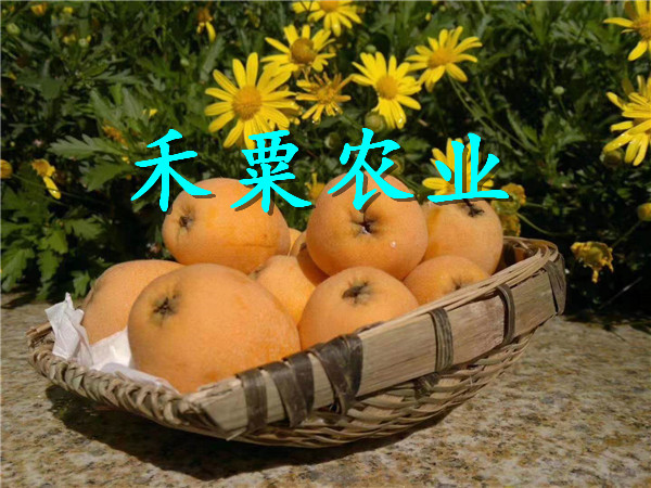 黔南甕安枇杷苗報(bào)價(jià),  枇杷樹苗當(dāng)年價(jià)格