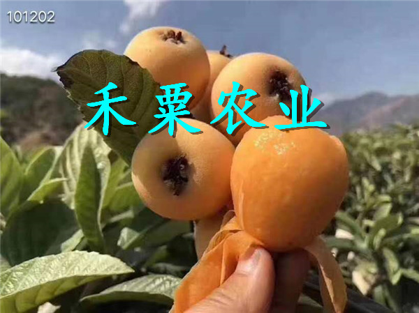 黔東黎平枇杷苗求購(gòu),  特早熟枇杷樹(shù)苗每株價(jià)格