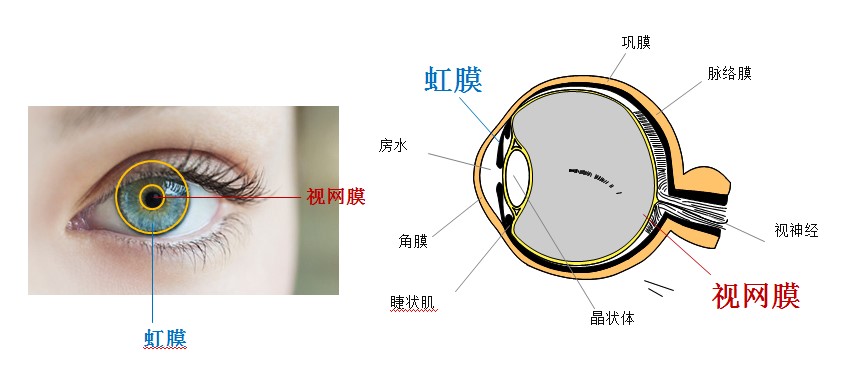 lg7000系列虹膜识别器快速双目验证安全保障