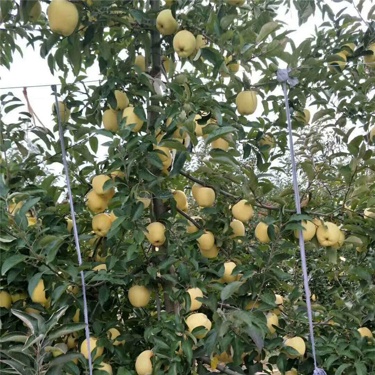 山东苹果苗新品种