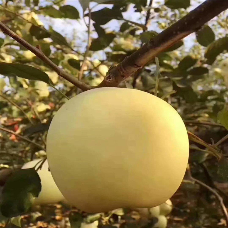 宁夏1年的苹果苗批发价格