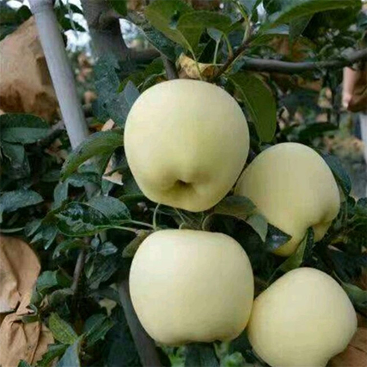 云南苹果苗