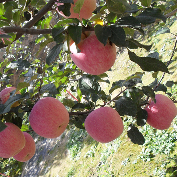 山东苹果树苗新品种