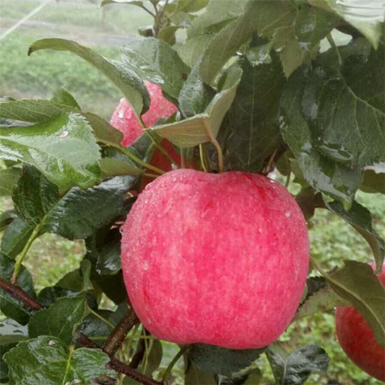 西藏苹果树苗基地