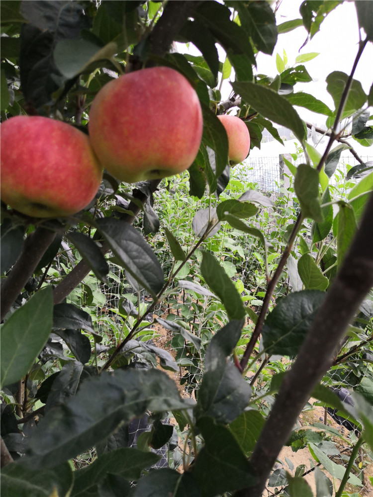 山东红富士苹果苗