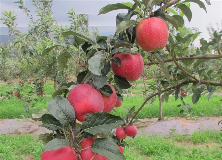 贵州1米高的苹果苗