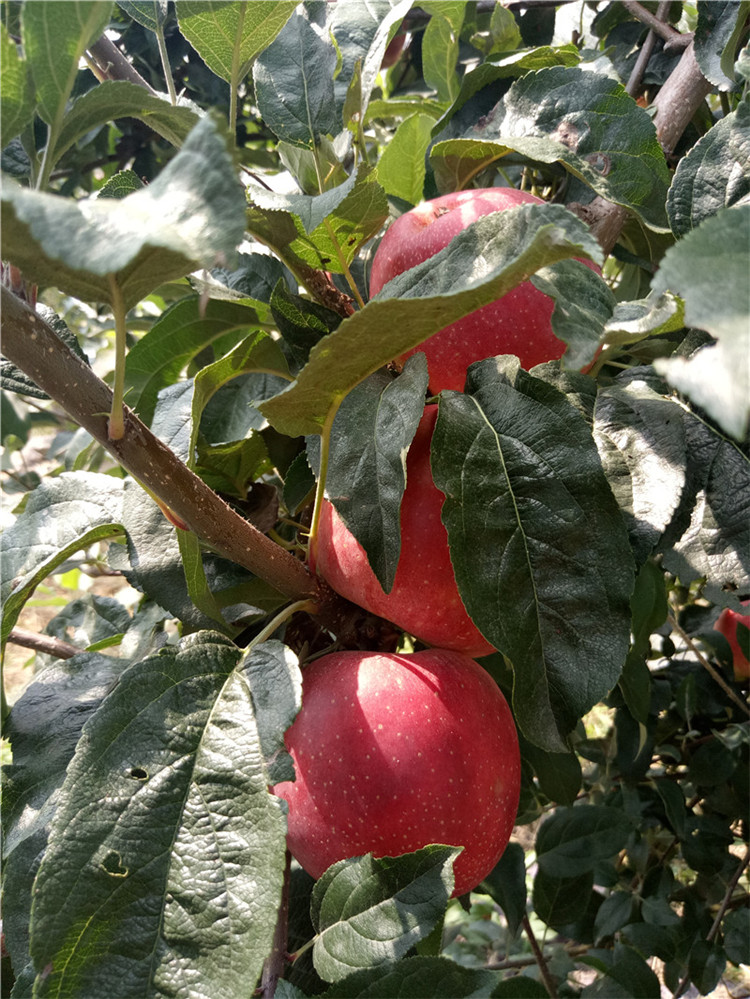 早熟新品种苹果苗